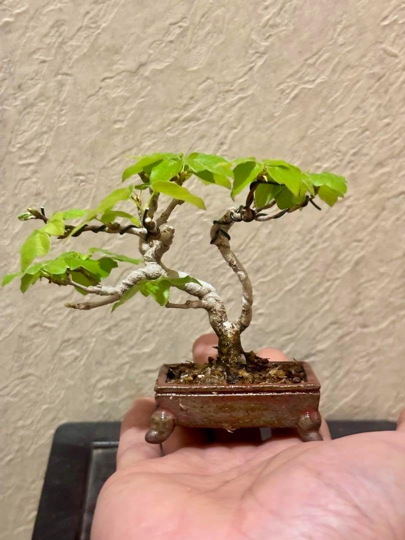 樹高7.5㎝　宮様カエデ　ミニ　小品　盆栽　真柏　黒松　五葉松　楓　紅葉 樹高7.5㎝宮様カエデミニ小品盆栽真柏黒松五葉松楓紅葉